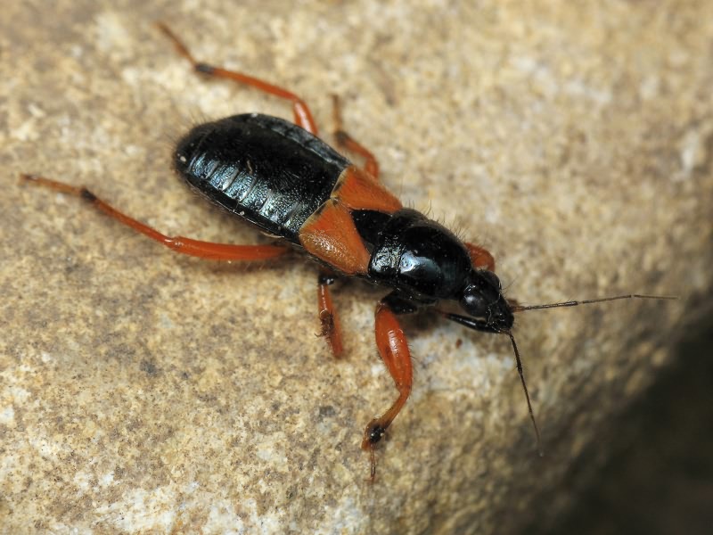 Prostemma guttula (Fabricius, 1787)
